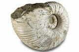 Bumpy Ammonite (Douvilleiceras) Fossil - Giant Specimen! #289100-2